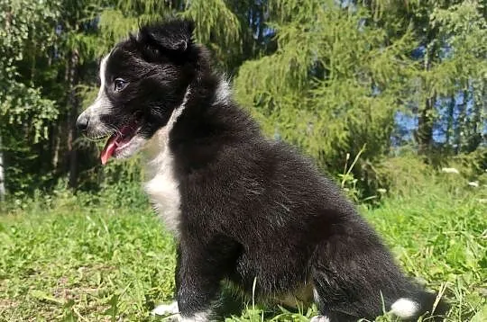 Rasowa i radosna suczka BORDER COLLIE - pełną dok. przebadani rodzice, Podkarpackie, Iwonicz