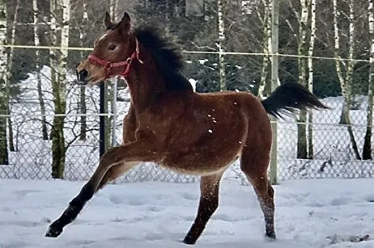 Ogierek po CARPEDIEM hol