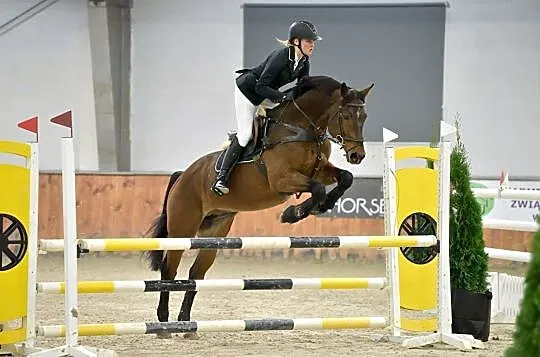 Ogierek po CARPEDIEM hol, , 