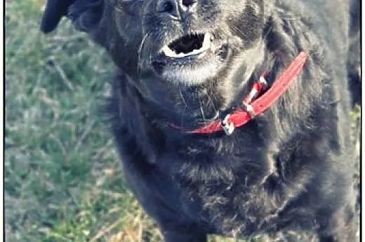 CZARNA - piękna dama do adopcji!, łódzkie Łódź