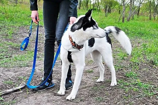 Wesoła, młodziutka Tania, wychowana w domu suczka 