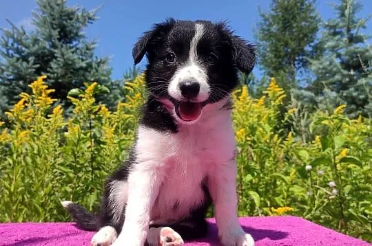 Szczeniak BORDER COLLIE z Hodowli - Rasowa suczka z pełną dok.