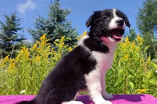 Szczeniak BORDER COLLIE z Hodowli - Rasowa suczka z pełną dok., Podkarpackie, Iwonicz