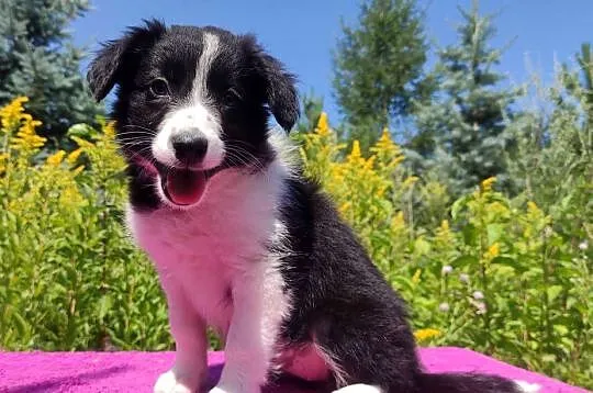 Szczeniak BORDER COLLIE z Hodowli - Rasowa suczka z pełną dok., Podkarpackie, Iwonicz