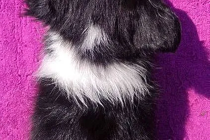 Szczeniak BORDER COLLIE z Hodowli - Rasowa suczka z pełną dok., Podkarpackie, Iwonicz