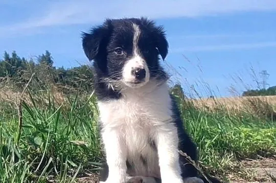 Szczeniak BORDER COLLIE z Hodowli - Rasowa suczka z pełną dok., Podkarpackie, Iwonicz