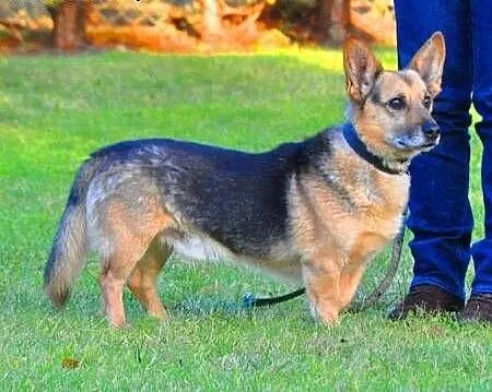 MORIS cudowny mini owczarek do pilnej adopcji, ma