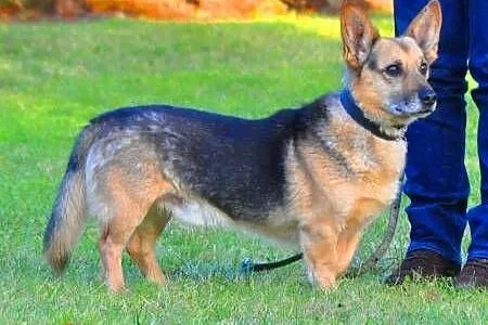 MORIS cudowny mini owczarek do pilnej adopcji,  ma