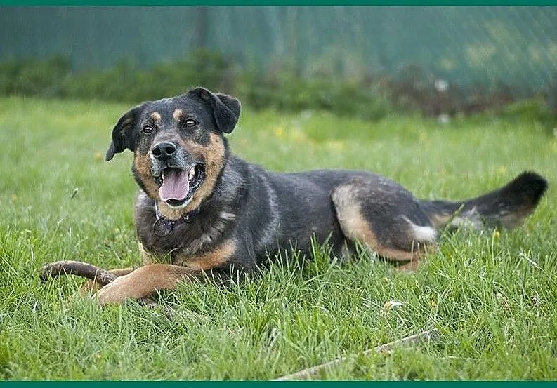 GRAND - cudowny pies w typie owczarka niemieckiego DO ADOPCJI! :), Śląskie, Częstochowa