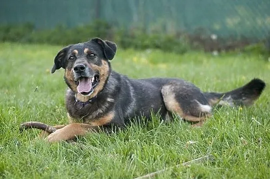 GRAND - cudowny pies w typie owczarka niemieckiego DO ADOPCJI! :), Śląskie, Częstochowa