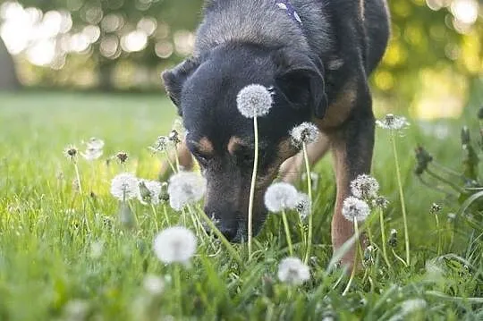 GRAND - cudowny pies w typie owczarka niemieckiego DO ADOPCJI! :), Śląskie, Częstochowa
