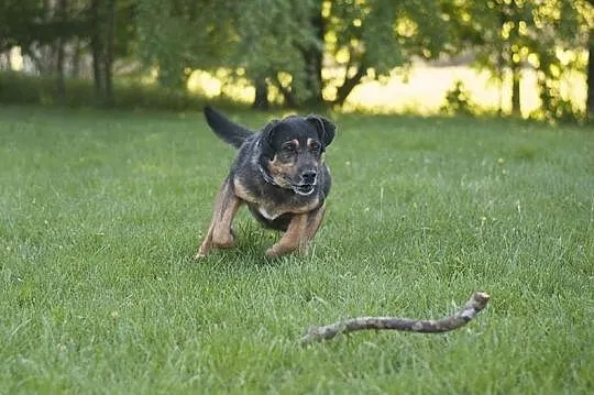 GRAND - cudowny pies w typie owczarka niemieckiego DO ADOPCJI! :), Śląskie, Częstochowa
