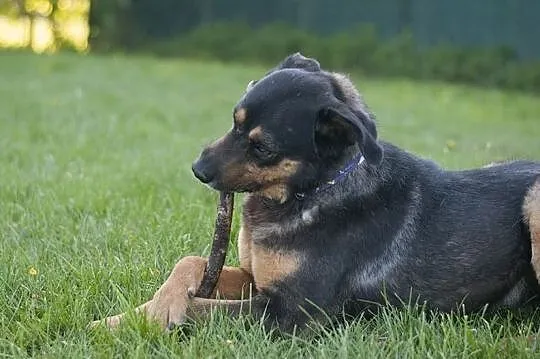 GRAND - cudowny pies w typie owczarka niemieckiego DO ADOPCJI! :), Śląskie, Częstochowa