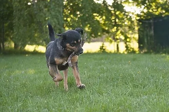 GRAND - cudowny pies w typie owczarka niemieckiego DO ADOPCJI! :), Śląskie, Częstochowa