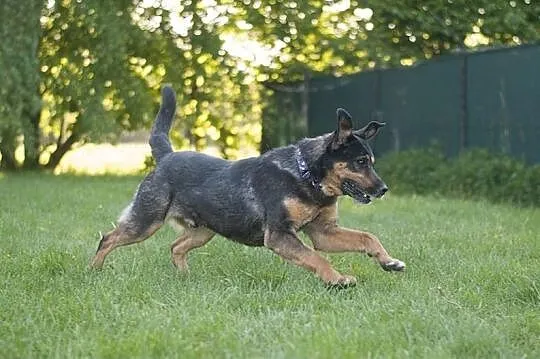 GRAND - cudowny pies w typie owczarka niemieckiego DO ADOPCJI! :), Śląskie, Częstochowa