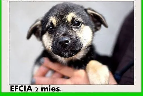 EFCIA 2 mies.szczeniak z domu tymczas. suczka średnia.ADOPCJA,  małopolskie Kraków