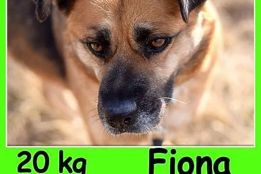 Średnia 20 kg, łagodna, spokojna, kontaktowa suczka FIONA.Adopcja,  małopolskie Kraków