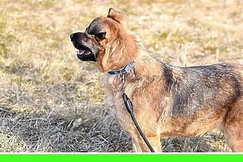 Średnia 20 kg, łagodna, spokojna, kontaktowa suczk
