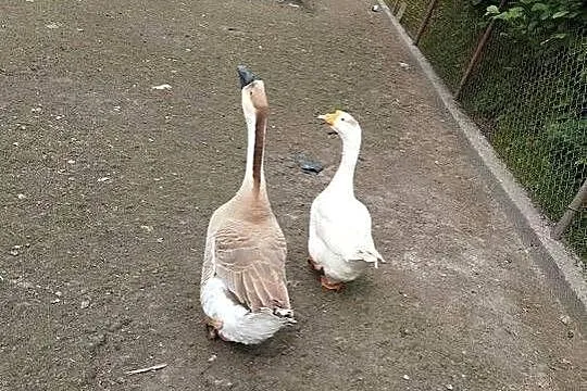 Gęsi para, Mazowieckie, Wyszków
