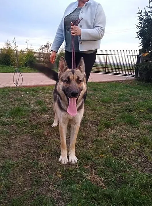 Młoda żywiołowa sunia kochająca ludzi poleca się do adopcji, Łódzkie, Łódź