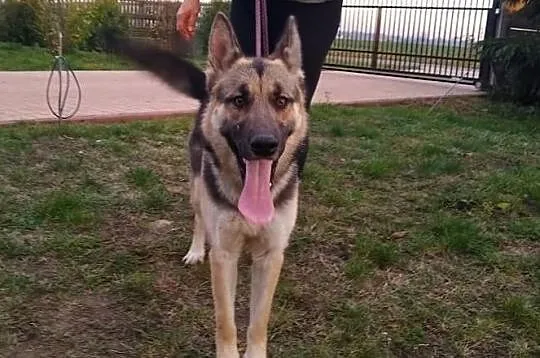 Młoda żywiołowa sunia kochająca ludzi poleca się do adopcji, Łódzkie, Łódź