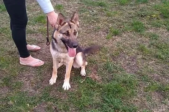 Młoda żywiołowa sunia kochająca ludzi poleca się do adopcji, Łódzkie, Łódź