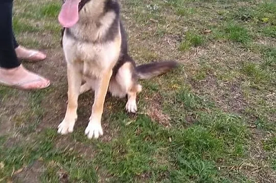 Młoda żywiołowa sunia kochająca ludzi poleca się do adopcji, Łódzkie, Łódź
