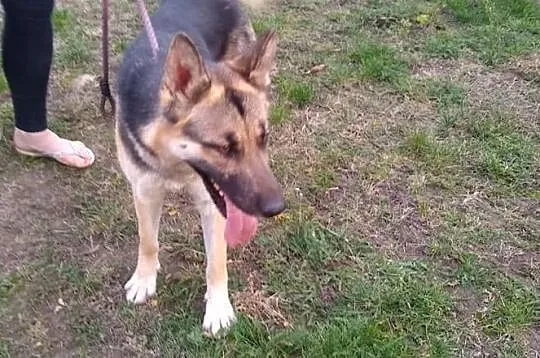 Młoda żywiołowa sunia kochająca ludzi poleca się do adopcji, Łódzkie, Łódź