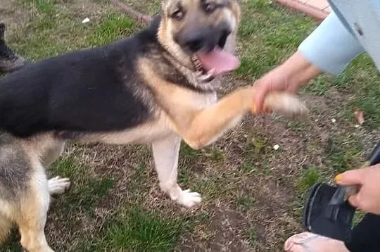 Młoda żywiołowa sunia kochająca ludzi poleca się do adopcji, Łódzkie, Łódź