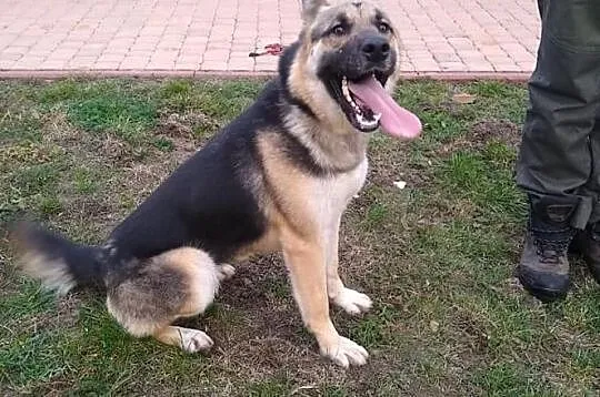 Młoda żywiołowa sunia kochająca ludzi poleca się do adopcji, Łódzkie, Łódź