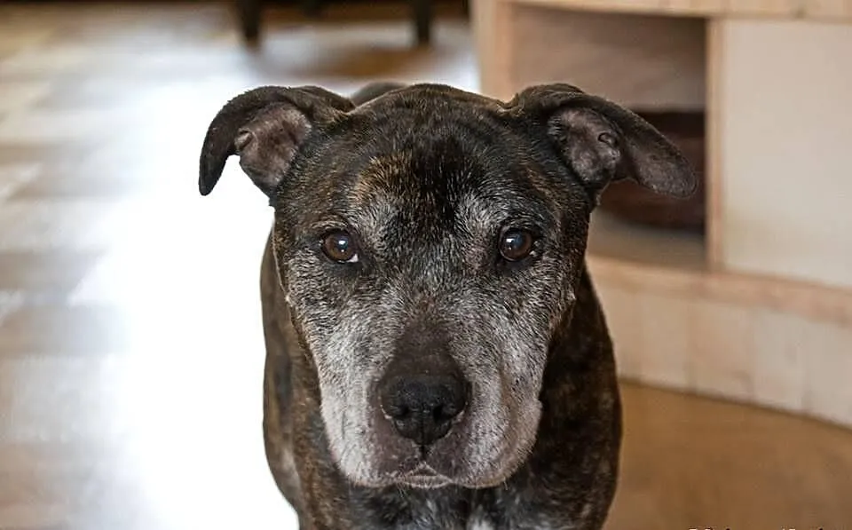 Amstaff Junior czeka na kochający dom