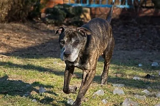 Amstaff Junior czeka na kochający dom