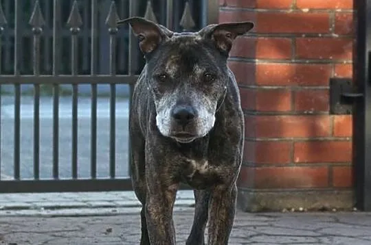 Amstaff Junior czeka na kochający dom
