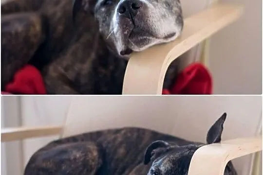 Amstaff Junior czeka na kochający dom