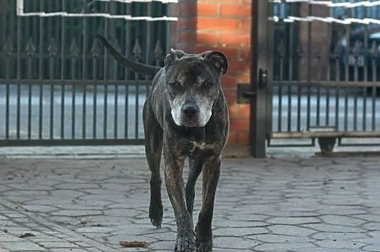 Amstaff Junior czeka na kochający dom
