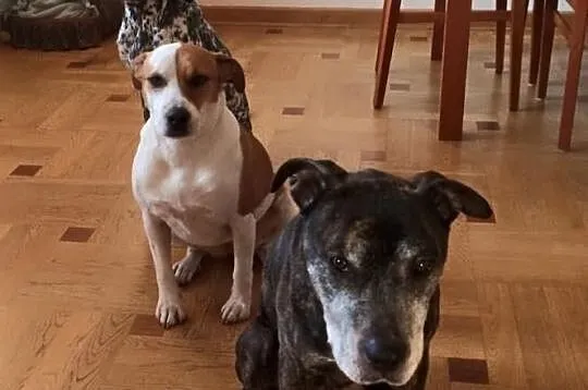 Amstaff Junior czeka na kochający dom
