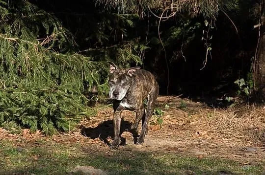 Amstaff Junior czeka na kochający dom