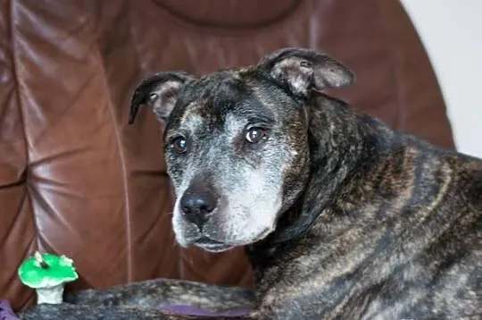 Amstaff Junior czeka na kochający dom