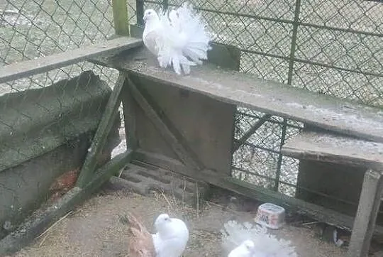 Pawiki samce, Lubelskie, Tokarówka