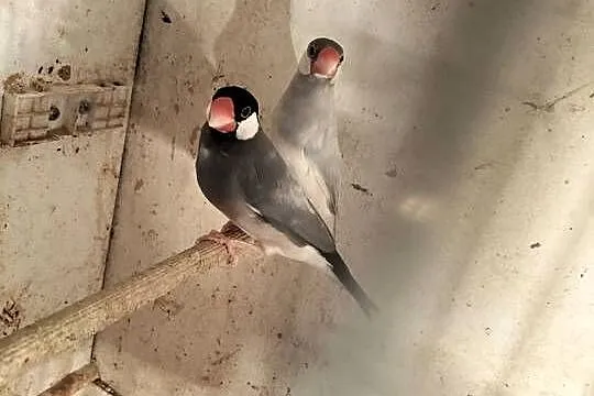 Sprzedam ryżowce i żeberki