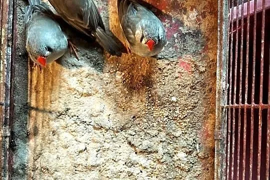 Sprzedam ryżowce i żeberki, Podkarpackie, Przeworsk