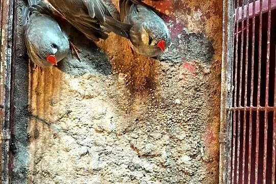 Sprzedam ryżowce i żeberki, Podkarpackie, Przeworsk