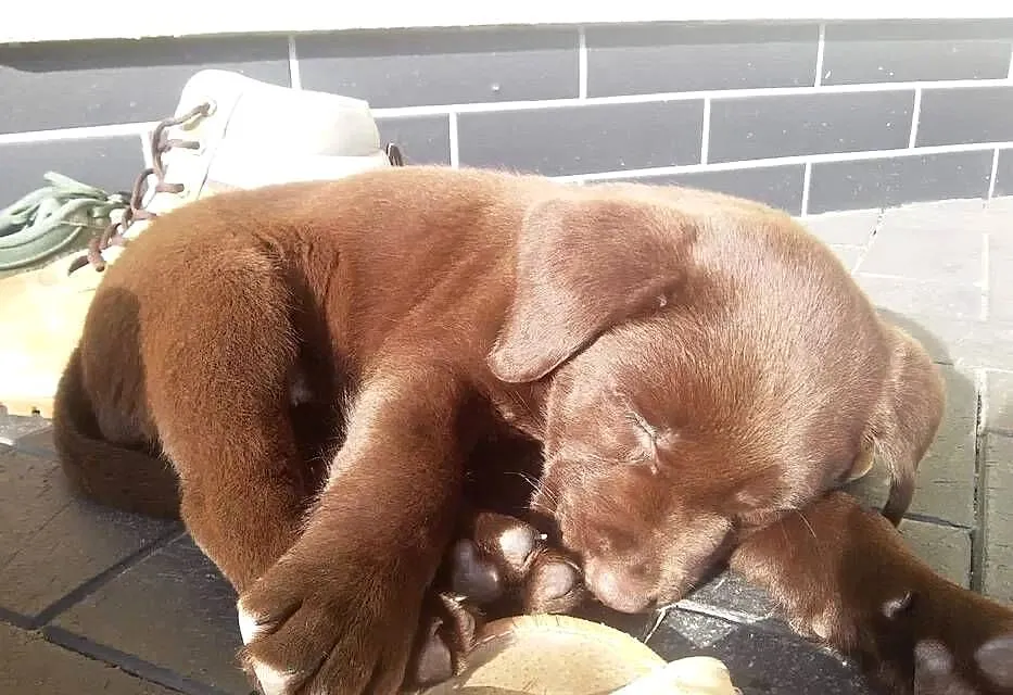 Labrador szczenięta czekoladowe, szczeniaki, Lubuskie, Zielona Góra