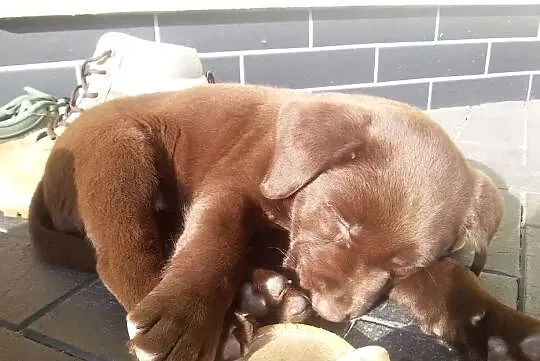 Labrador szczenięta czekoladowe, szczeniaki, Lubuskie, Zielona Góra