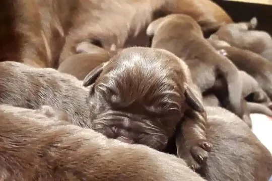 Labrador szczenięta czekoladowe, szczeniaki, Lubuskie, Zielona Góra