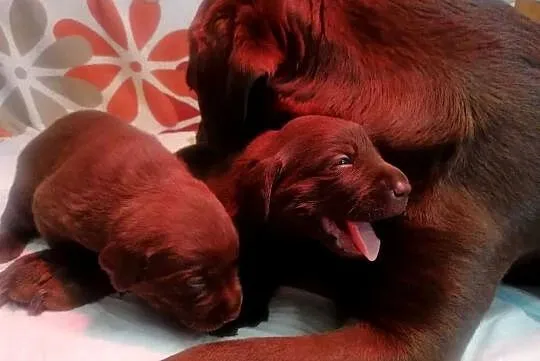 Labrador szczenięta czekoladowe, szczeniaki, Lubuskie, Zielona Góra