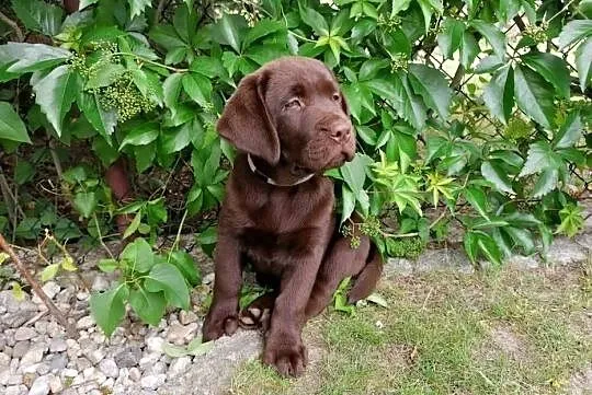 Labrador szczenięta czekoladowe, szczeniaki, Lubuskie, Zielona Góra