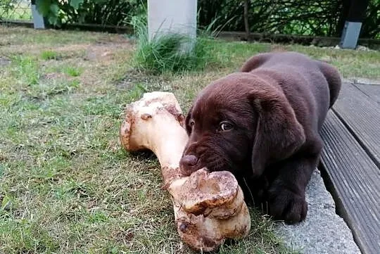 Labrador szczenięta czekoladowe, szczeniaki, Lubuskie, Zielona Góra