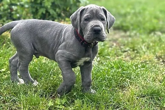 dog niemiecki szczenięta