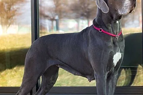 dog niemiecki szczenięta, Śląskie, Dąbrowa Górnicza